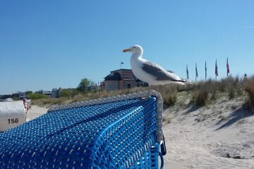 Möve auf Strandkorb Bansin (Usedom)